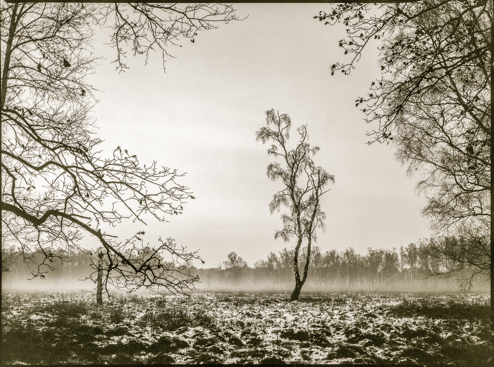 SchwarzWeißFoto: Eine Birke auf einer mit Schnee bedeckten Freifläche, aufgenommen durch eine Lücke zwischen anderen Bäumen. Der Himmel ist ohne Struktur, am Horizont zieht ein Streifen Nebel auf.