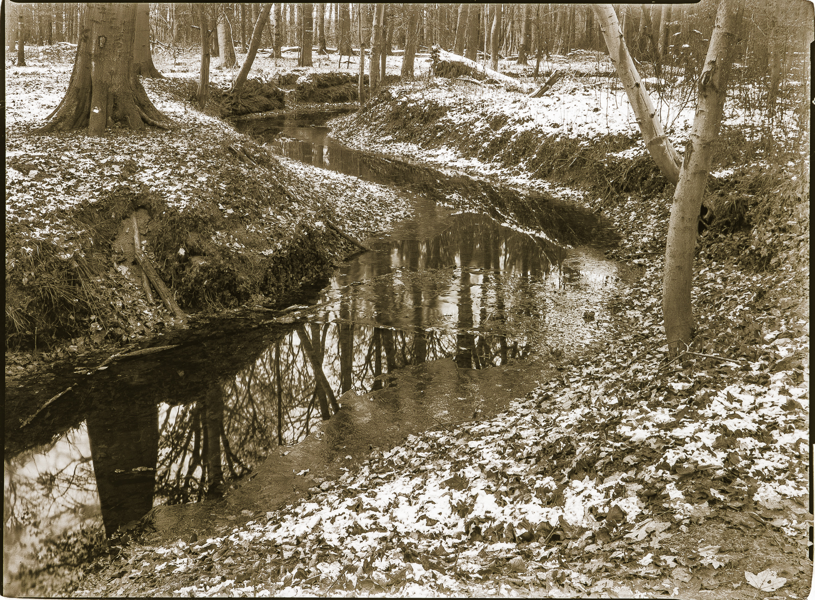SchwarzWeißBild: Von links vorn zieht sich ein Bach durchs Bild, er beschreibt eine S-Kurve durch lichten, mit etwas Schnee bedeckten Waldboden.