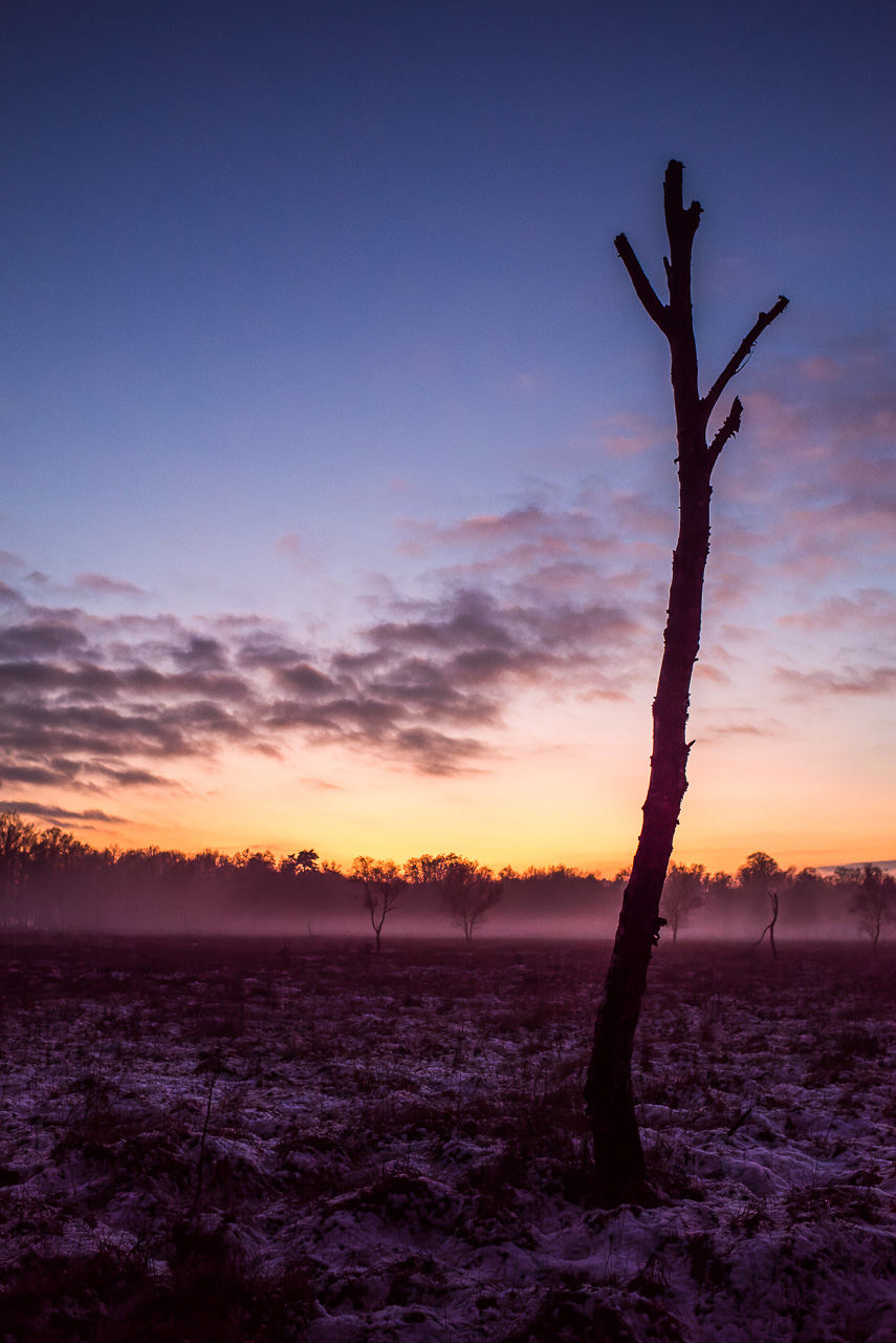 Ein Baumstamm, nahezu ganz ohne Äste, ragt in den violett-blauen AbendHimmel. Er steht auf einem Feld mit Schnee, im HinterGrund einige Bäume und ein Streifen Nebel.