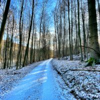 Ein frisch verschneiter Weg verläuft durch einen lichten Wald