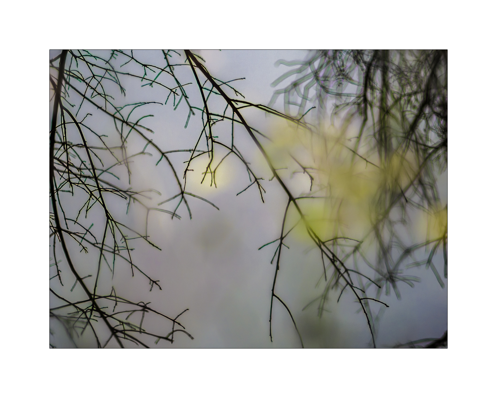 Kahle Äste spiegeln sich scharf auf einer WasserOberFläche. Auf dem Wasser treiben grüne Blätter, die aber unscharf sind und die trotzdem aussehen, als würden sie an den gespiegelten Zweigen hängen.