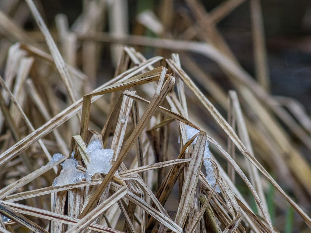 Viele trockene Schilfgräser in einer Pfütze, mit etwas Schnee bedeckt