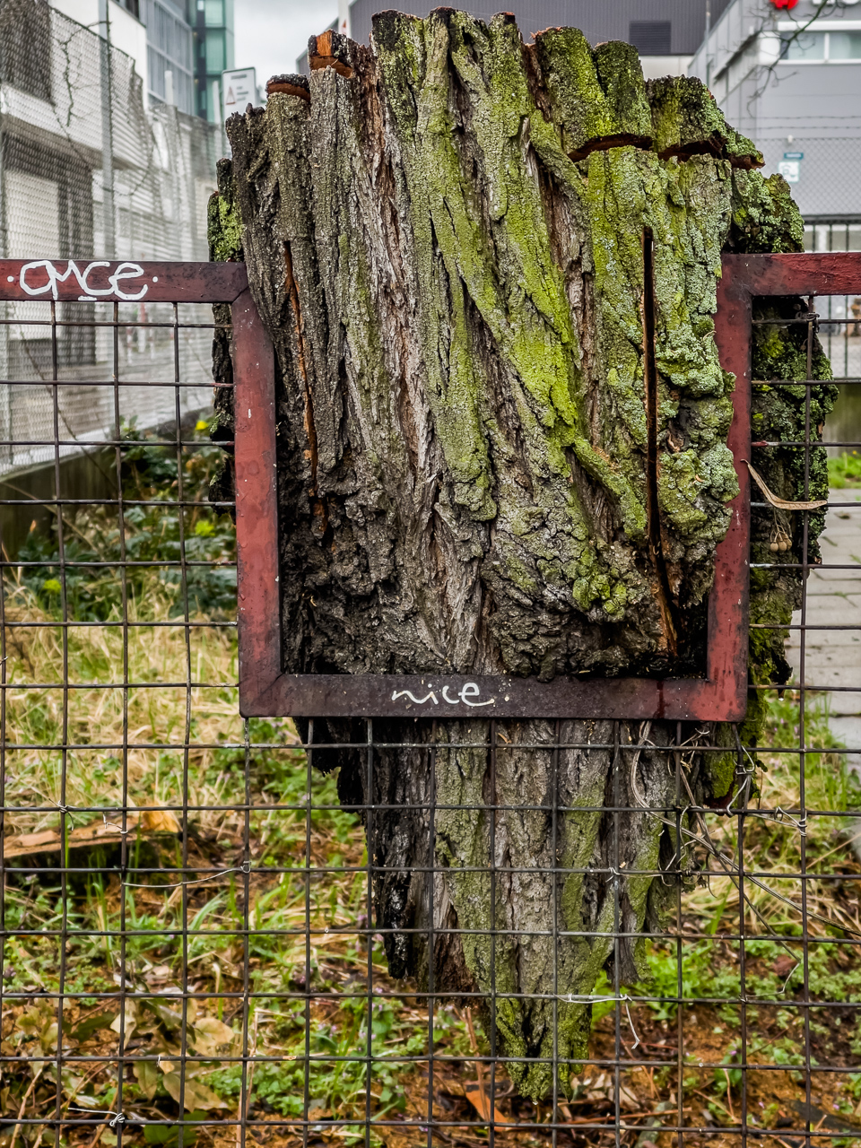 Ein rostiger roter Zaun hat eine Aussparung für einen Baum, der dahinter gestanden hat, seither aber gefällt worden ist. Nur noch ein großes Stück Rinde hängt in der Aussparung