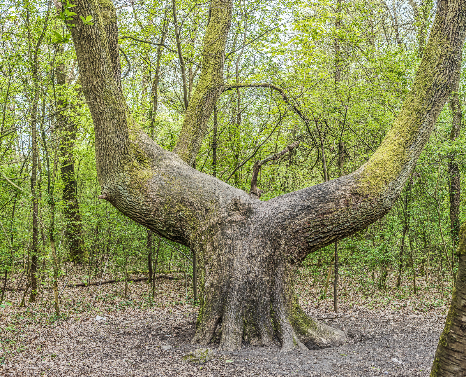 Ein mächtiger BaumStamm gabelt sich dicht über dem Boden, beide HauptÄste wachsen dann nach oben weiter, so dass das Ensemble wie ein Geweih aussieht.