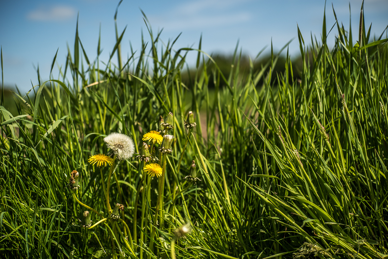 Eine Pusteblume und mehrere andere LöwenzahnBlüten noch im gelben Stadium, alle vor hohem Gras