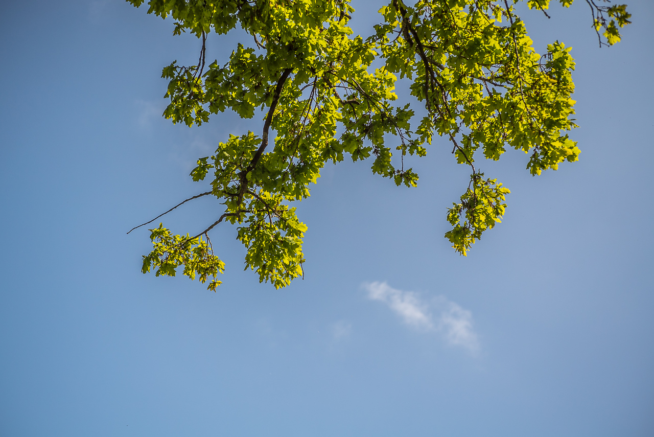 Vor blauem Himmel einige Äste einer Eiche mit hellem grünem Laub. Eine einzelne kleine Wolke.