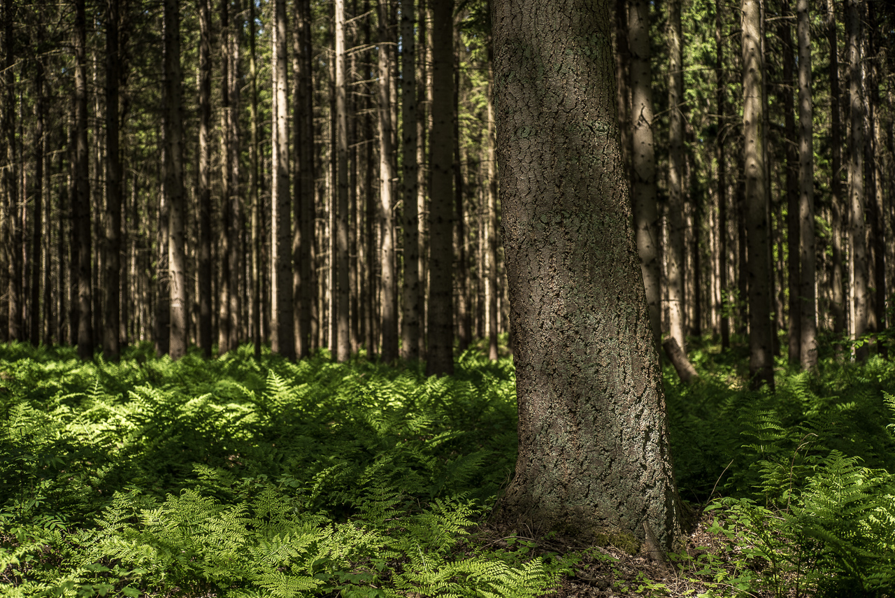 Viele Nadelbäume stehen auf einem Waldboden, der mit Farn bedeckt ist.