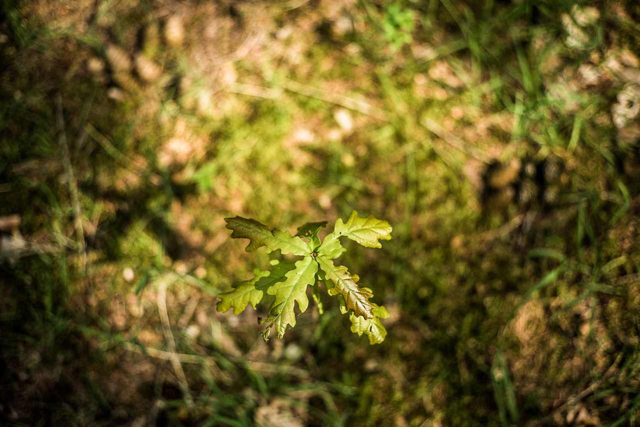 Eine junge, niedrige EichenPflanze mit nur sehr wenigen Blättern, von oben gegen den Waldboden fotografiert.