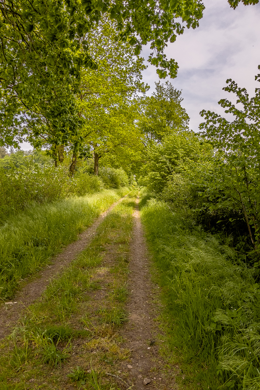 zwei schmale sandige Streifen Weges, gesäumt von hohem Gras, Hecken und Bäumen. Das Bild ist dominiert von vielen verschiedenen GrünTönen