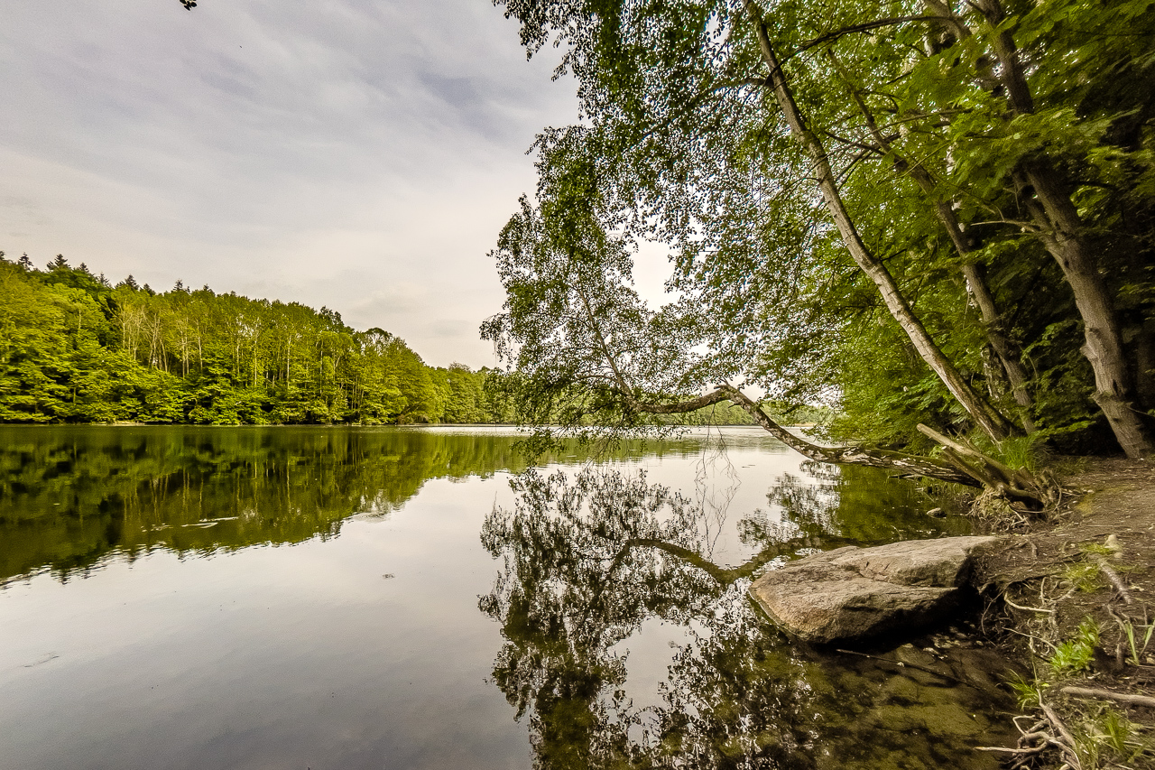 Blick auf einen rundum von Wald gesäumten See. Vorn rechts neigen sich mehrere Bäume übers Wasser und spiegeln sich.