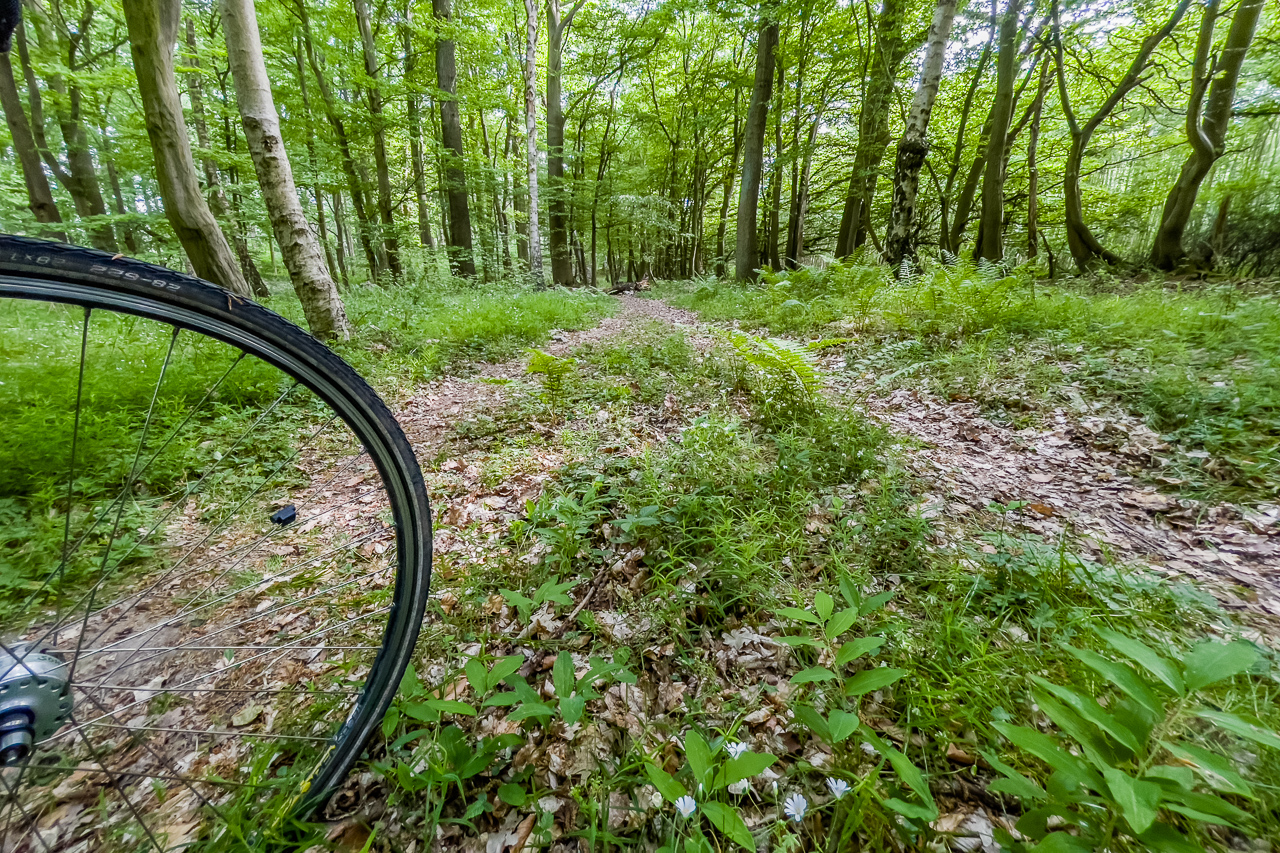 zwei schmale WegSpuren durch einen Wald, links im VorderGrund ein VorderRad eines Fahrrads