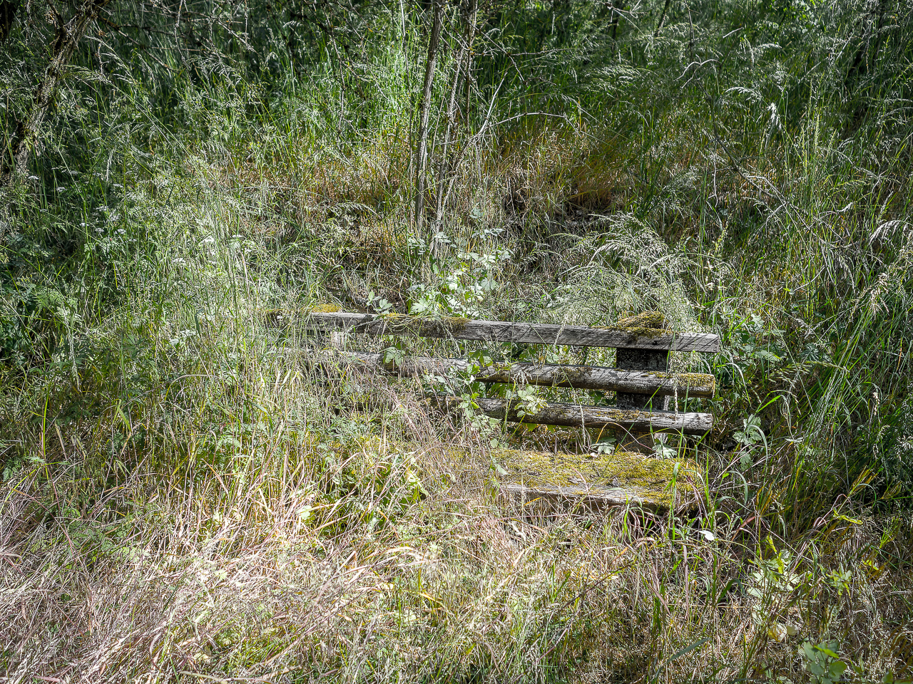 Eine hoch von Gras überwucherte alte, bemooste HolzBank