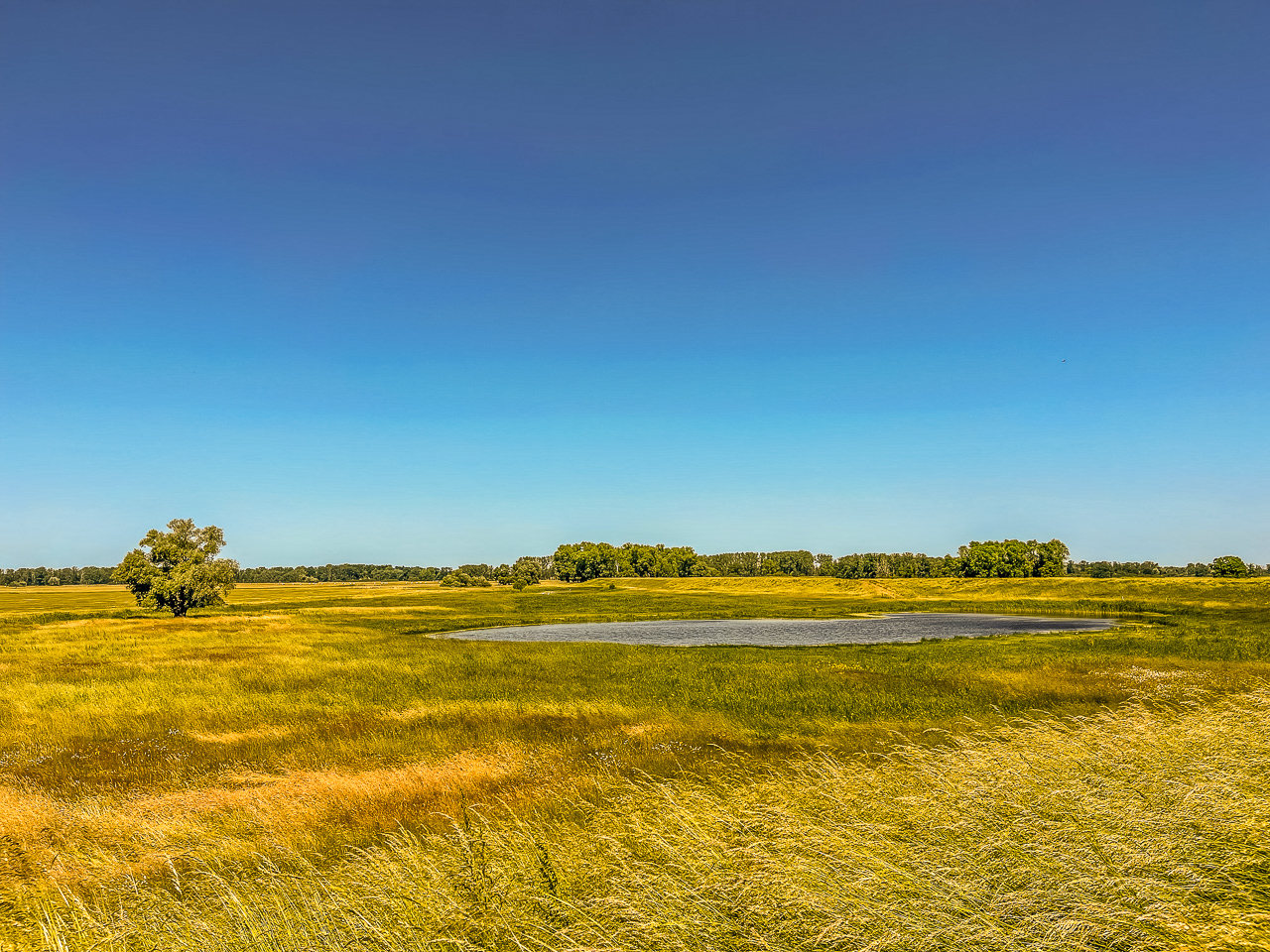 FeuchtWiese mit hohem Gras, darin ein kleiner Teich. Darüber makellos blauer Himmel