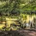 Breitbild-Foto eines BachLaufs zwischen einer sonnigen Wiese (hinten) und einem Wald. BuchenÄste hängen ins Wasser, die Bewegung zeichnet weiche Spuren auf die WasserOberFläche. Sanfte Farben, nicht sehr bunt.