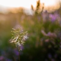 Einzelner scharfer Halm eines büscheligen Grases vor tiefstehender Sonne in sehr weichem Gegenlicht. Im unscharfen Hintergrund einzelne lila Flecken von Heidekraut.