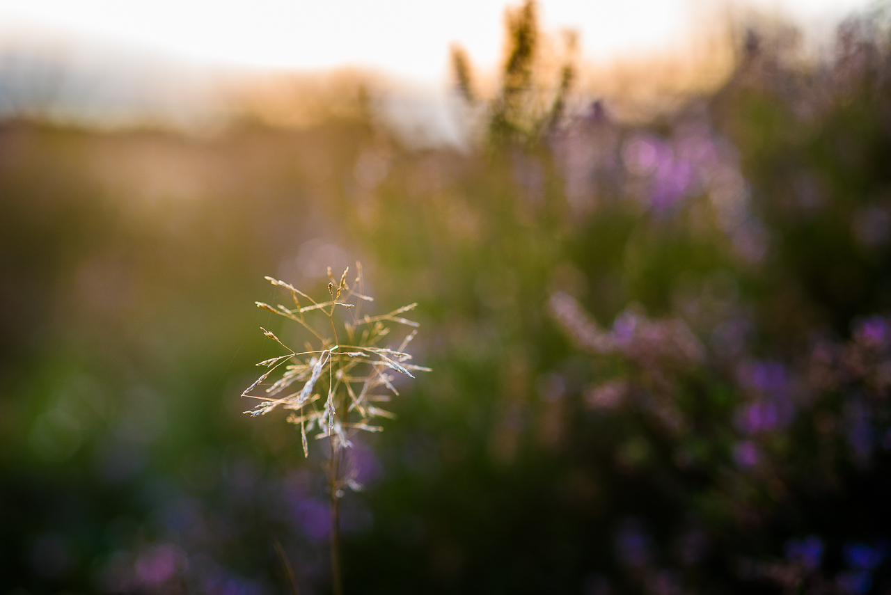 Einzelner scharfer Halm eines büscheligen Grases vor tiefstehender Sonne in sehr weichem Gegenlicht. Im unscharfen Hintergrund einzelne lila Flecken von Heidekraut.