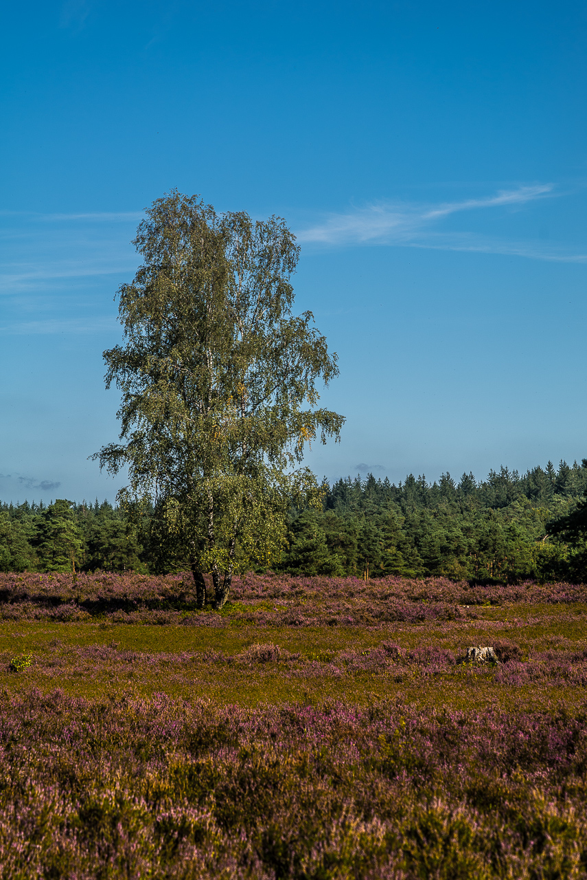 Eine schlanke Birke ragt aus einem Feld mit HeideKraut in einen fast klaren blauen Himmel.