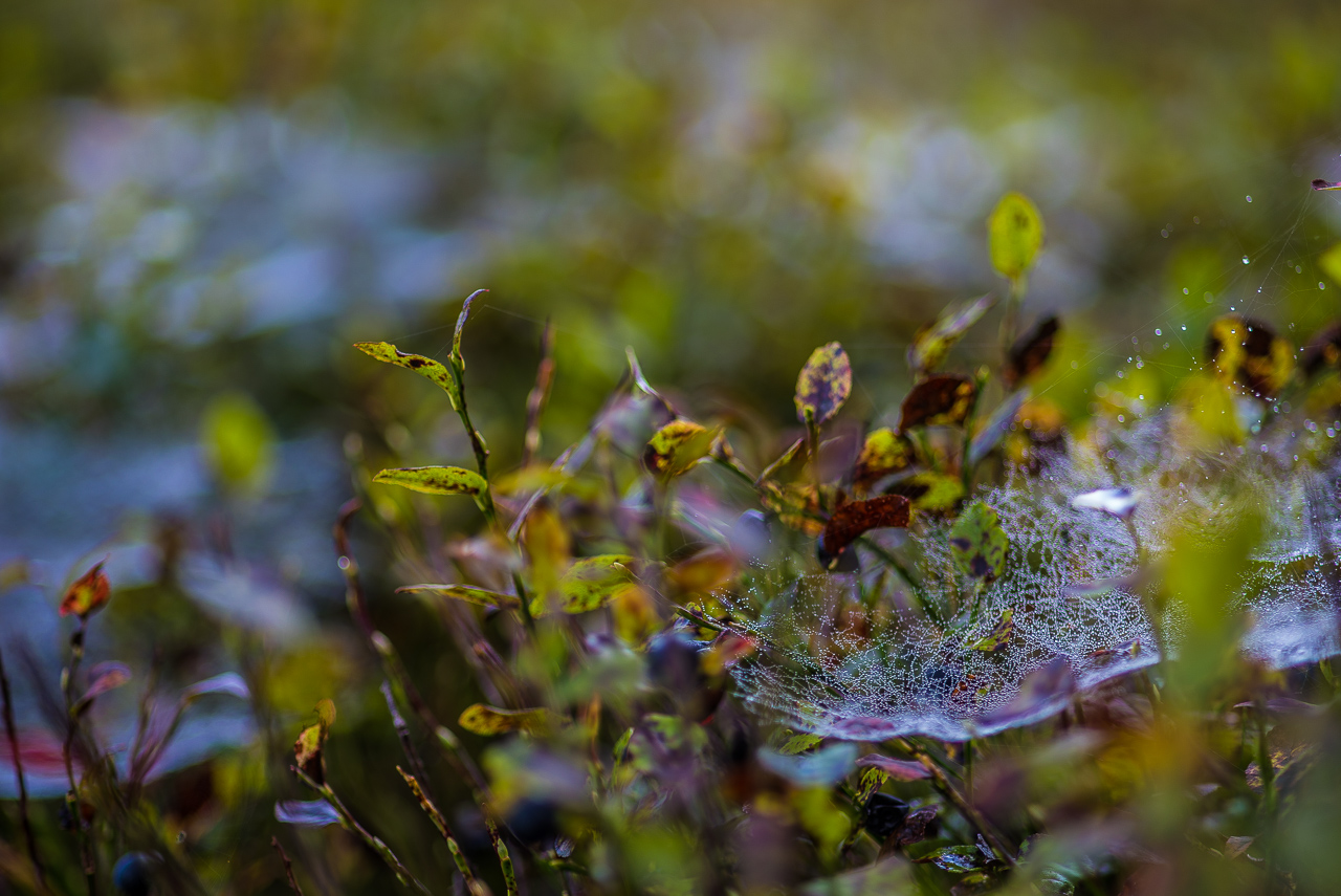 HeidelbeerBüsche mit einem eng mit TauTropfen besetzten SpinnenNetz. Im HinterGrund unscharf weitere Netze.