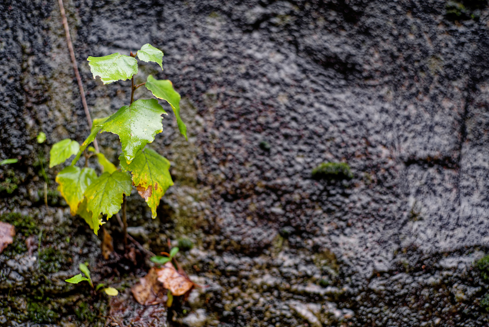 Aus einer nassen SteinWand wächst in einer Ritze ein kleiner Zweig mit wenigen hellen Blättern