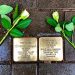 Zwei StolperSteine zum Gedenken an NS-Opfer, (Bernhard Goslar, ermordet in Majdanek, und Ruth Riess, ermordet in Auschwitz) – frisch geputzt und mit jeweils einer weißen Rose dekoriert