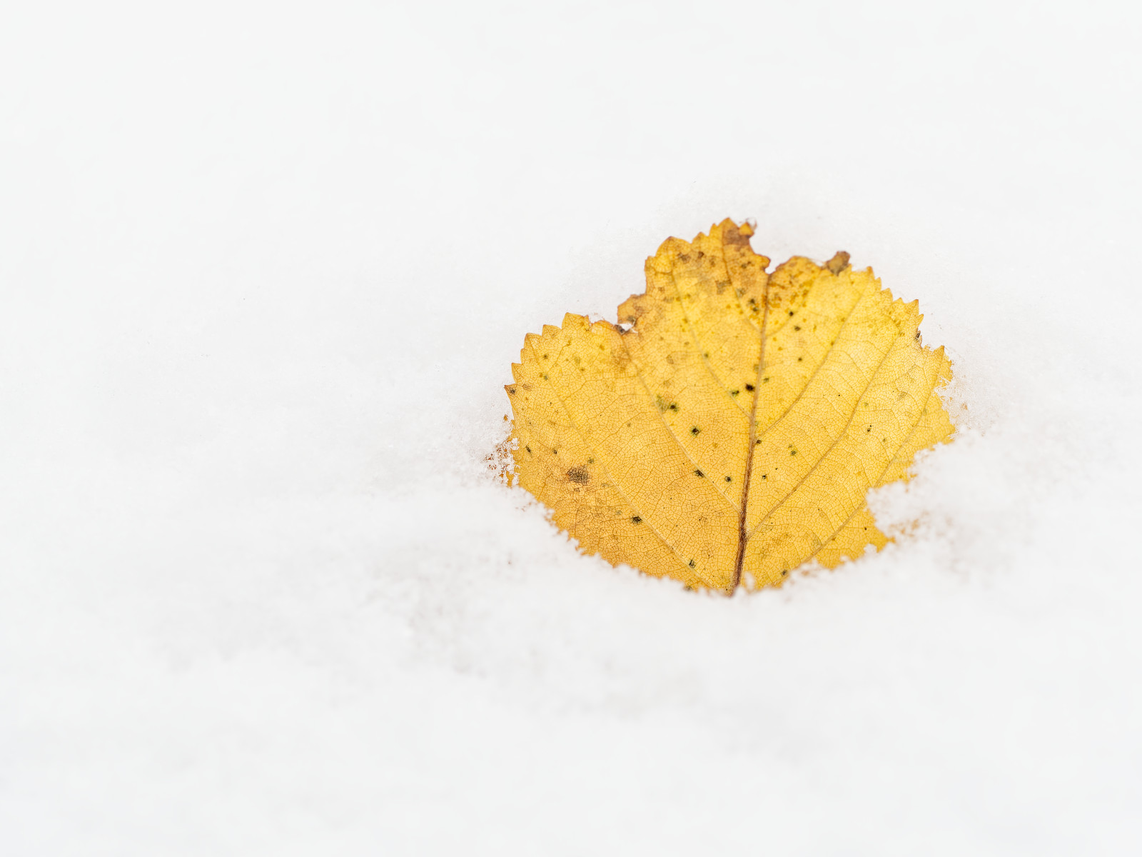 ein gelbes Blatt, tief in Schnee eingesunken