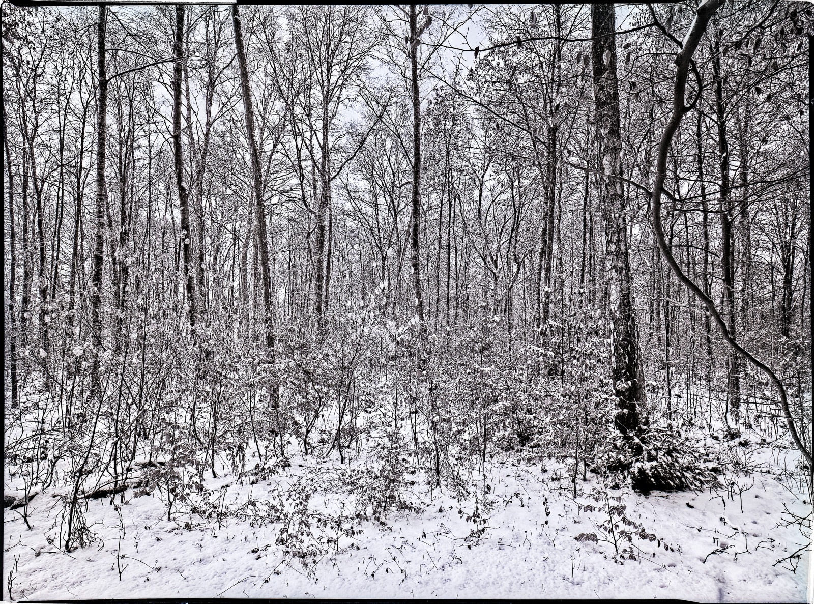 Viele schlanke Birken in verschneiter Landschaft. SchwarzWeißBild mit NegativRand