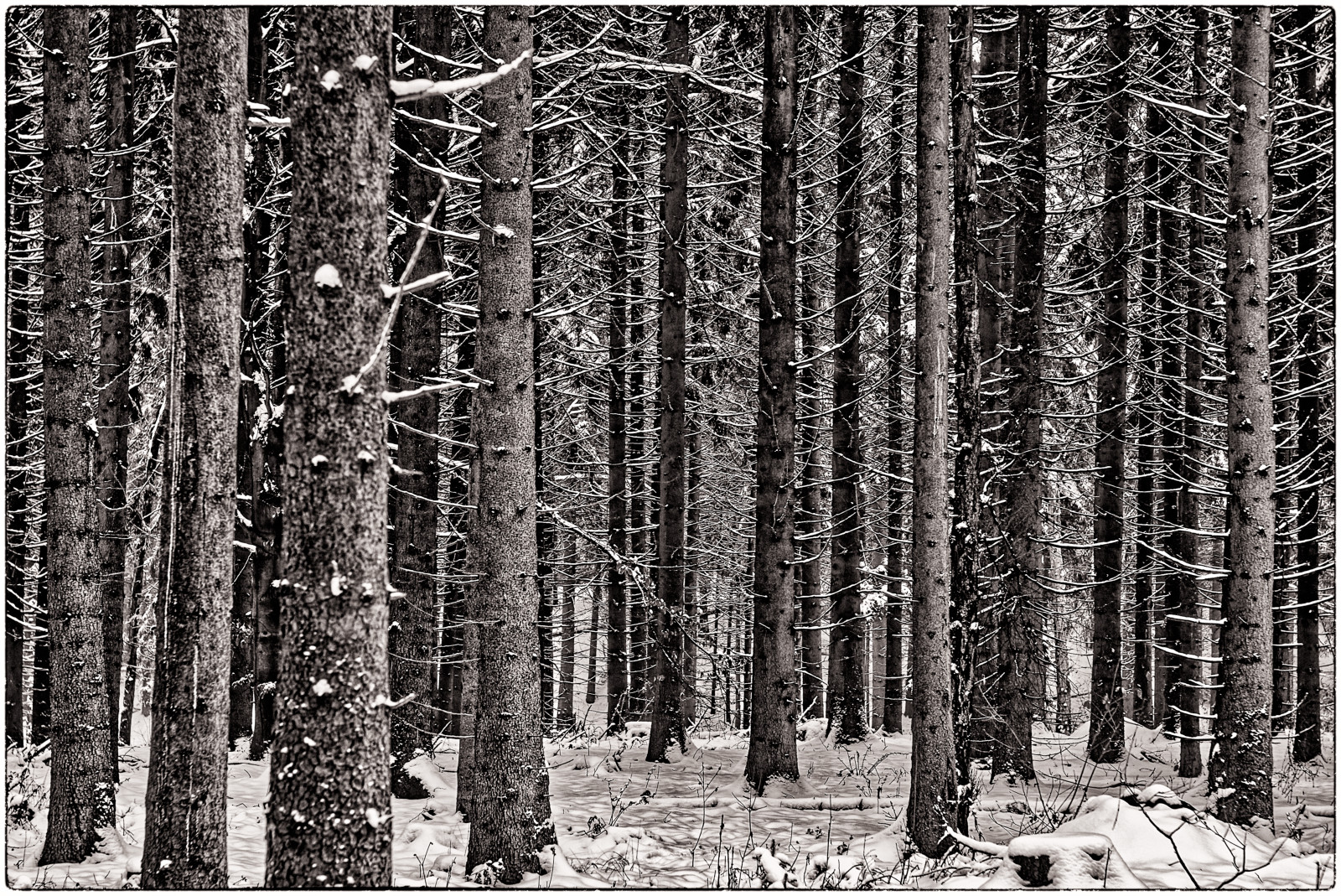 Ein Wald aus eng stehenden NadelBäumen auf SchneeBoden. Durch den engen BildWinkel des TeleObjektivs sieht man nur die untersten paar Meter der Stämme, sie wirken sehr dicht aneinander gedrängt. Das hat eine starke geometrische Anmutung eines fast regelmäßigen LinienMusters. Die Bäume im VorderGrund haben unten herum keine Äste oder nur sehr kurze, kahle. Nur im HinterGrund erkennt man, dass die Bäume oben Nadeln tragen. Das Foto ist schwarz-weiß mit leicht brauner Tonung.