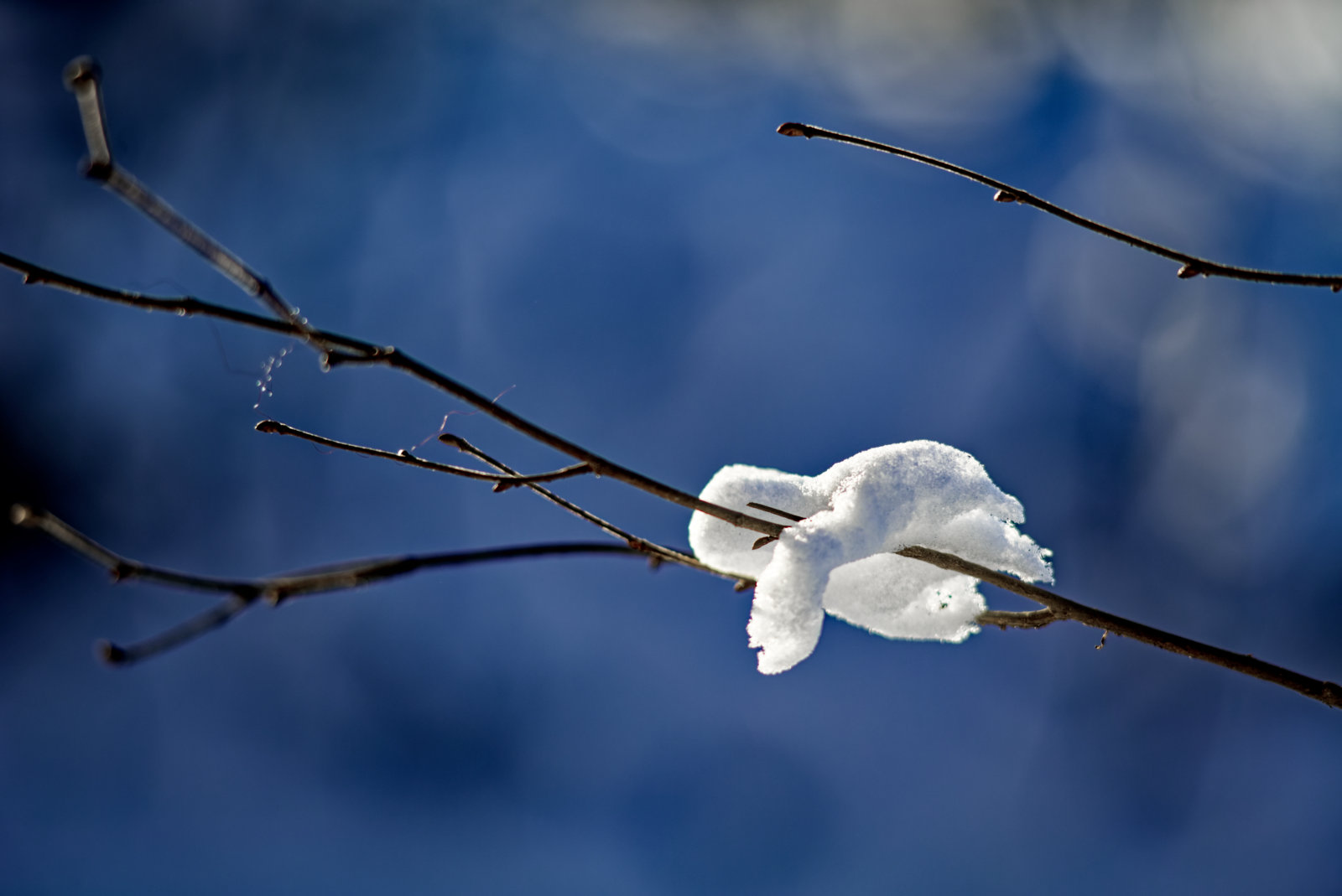 Kahle Äste vor diffusem Blau. EIn einzelner Klumpen Schnee liegt über zwei Ästen wie drübergehängte Wäsche.