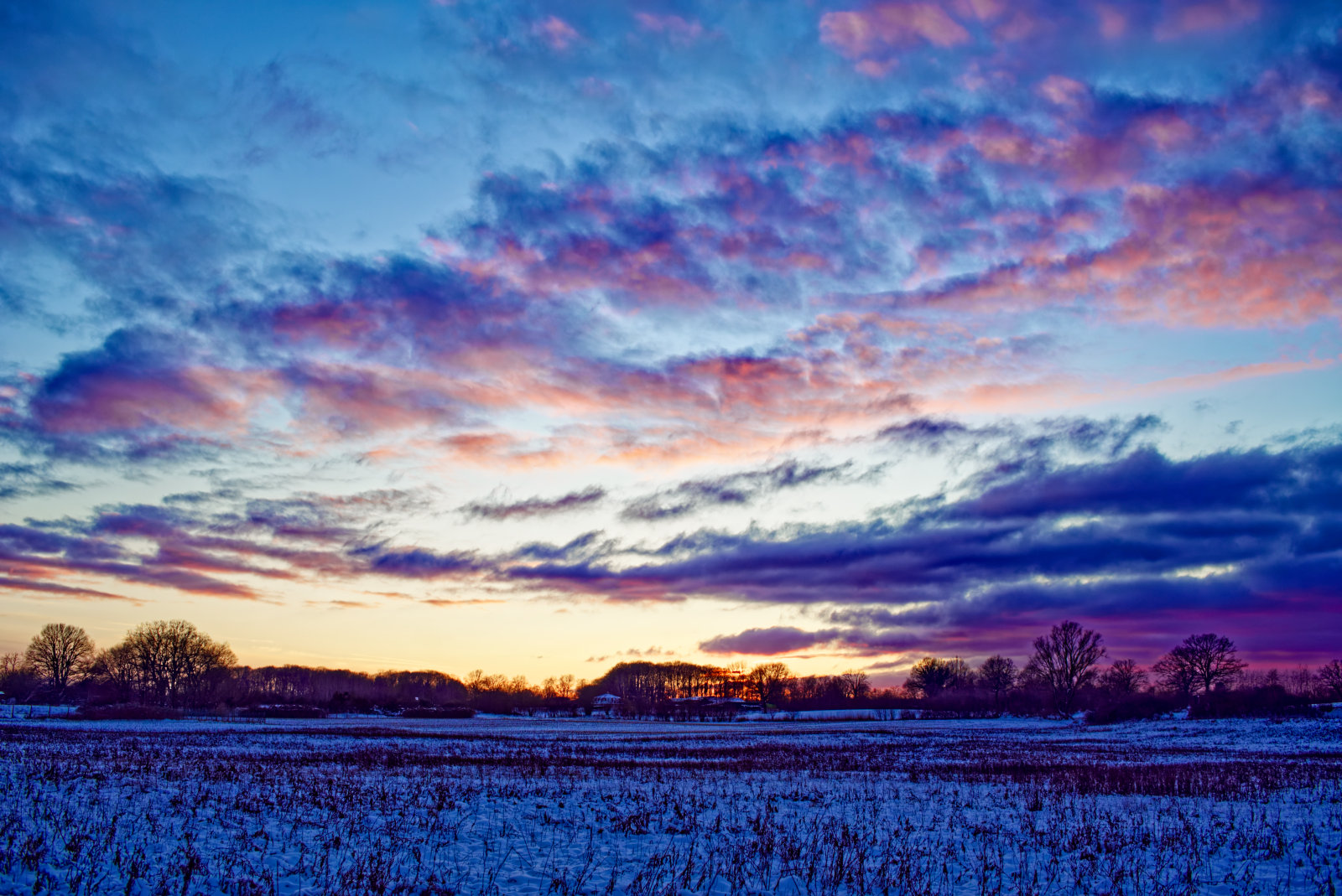 Ein Feld mit restlichen SonnenBlumen, das verschneit ist, unter einem Himmel mit dramatisch lila leuchtenden Wolken.
