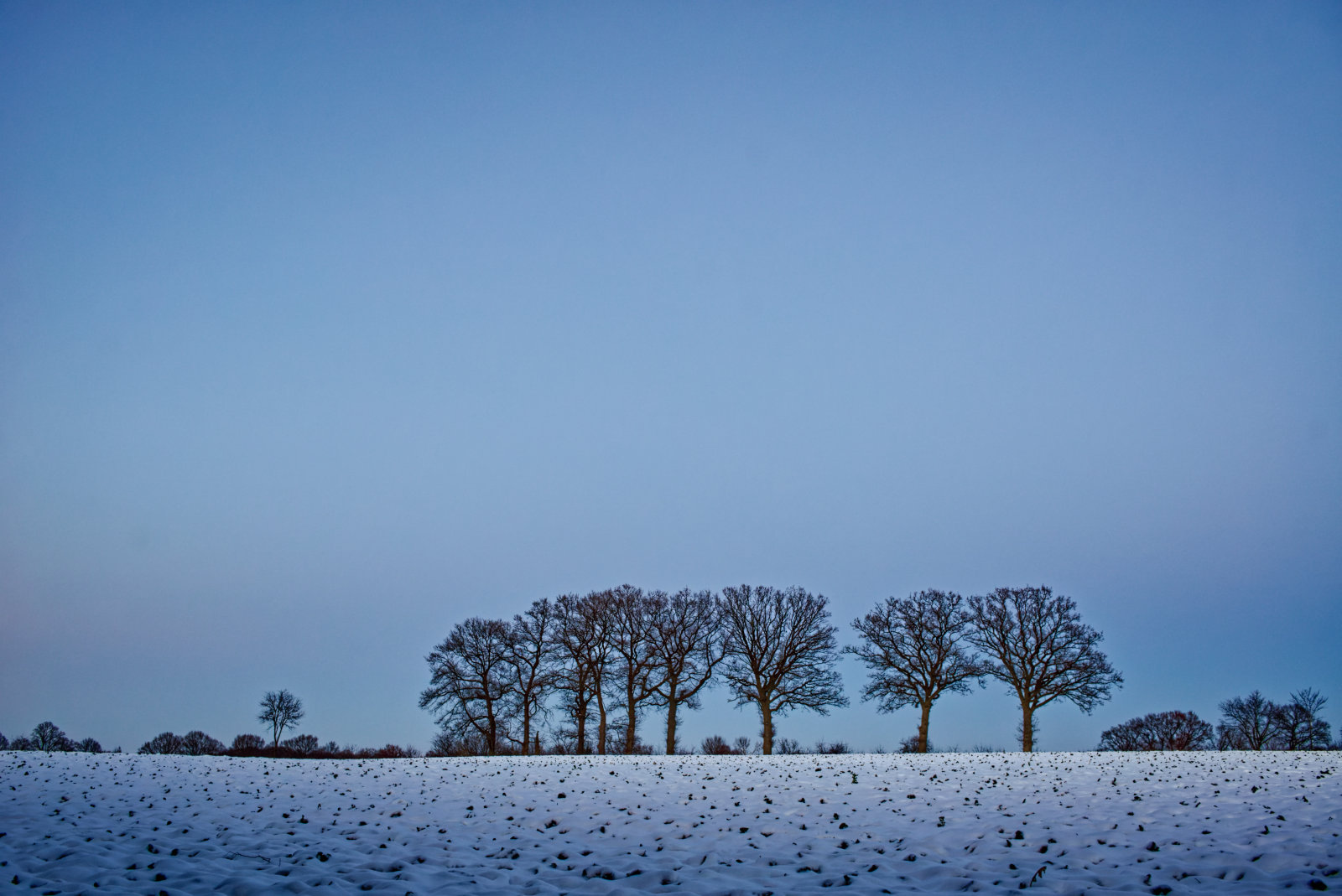 Ein verschneiter Acker, am Horizont die Umrisse von ca. zehn etwa gleich hohen Bäumen, darüber sehr viel klarer Himmel.