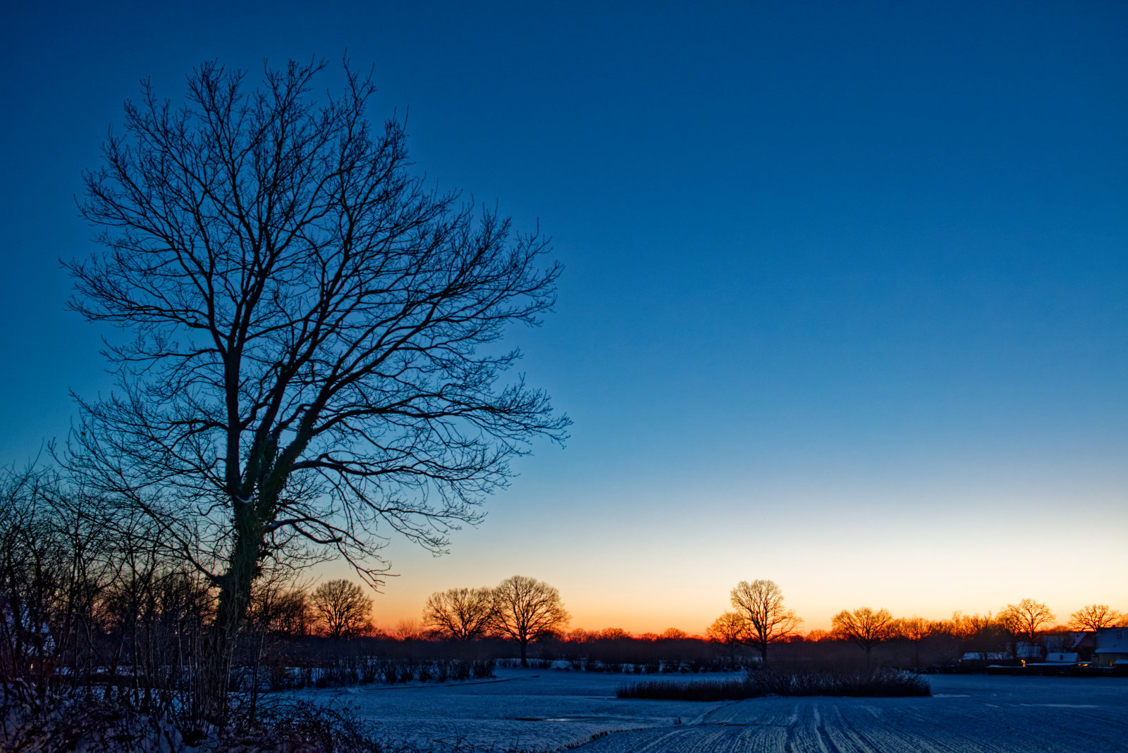 Silhouette eines kahlen Baums mit großer runder Krone vor klarem, blauem Himmel. Am unteren Bildrand mehr Bäume gegen den rötlichen Schimmer des SonnenUntergangs
