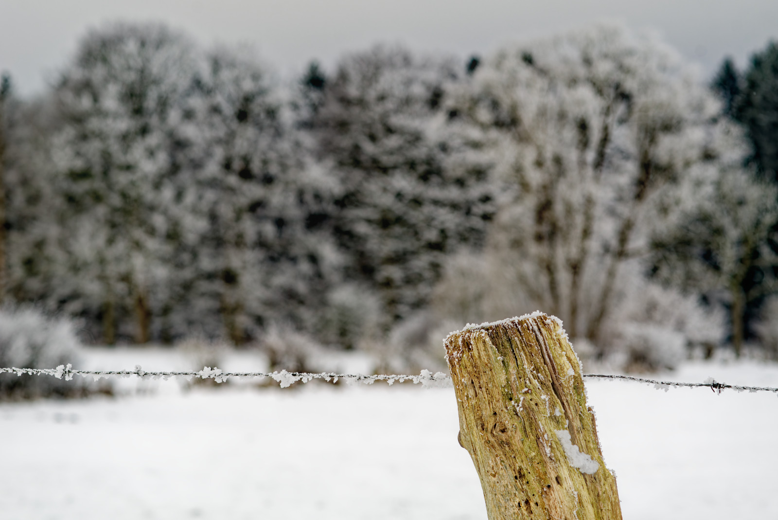 Holzbalken mit StachelDraht, gefroren, vor einer BaumReihe