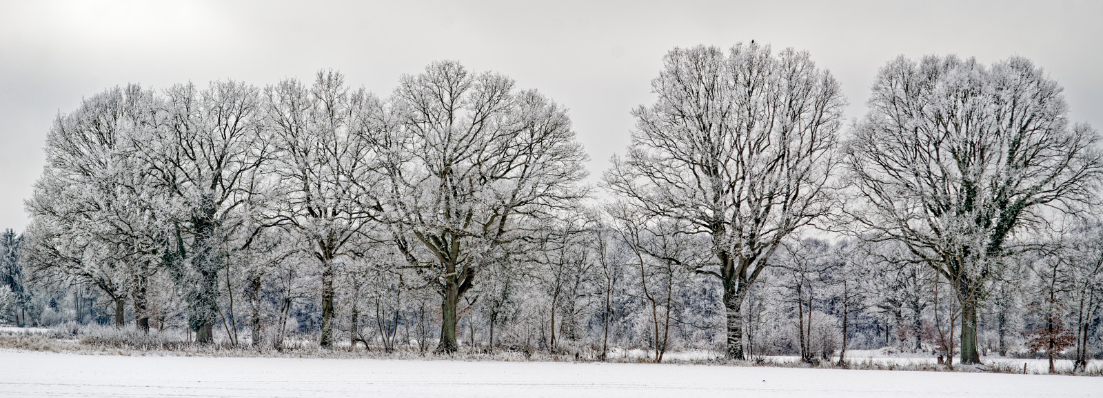 Eine Reihe aus sieben ähnlich hohen runden Bäumen auf einem verschneiten Feld.