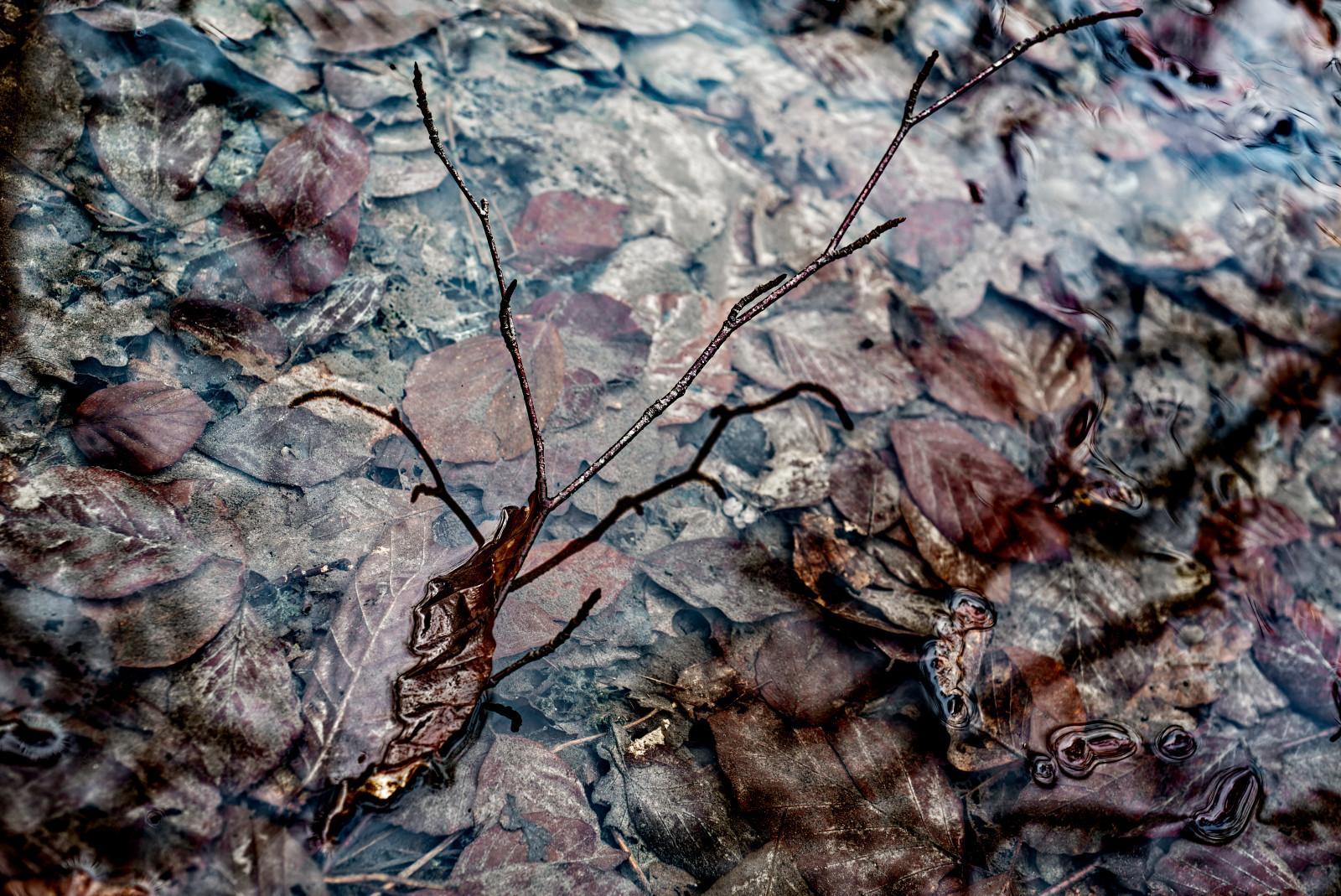 In einer seichten WasserStelle, es könnte eine Pfütze oder ein Bach sein, ragt aus dem Untergrund verrottenden HerbstLaubs ein gegabelter Ast hervor. Die Form erinnert sehr stark an ein Geweih. Das Foto ist stark gedämpft in den Farben, nur Rot- und Braun-Töne sind vertreten.