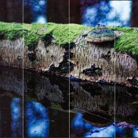 Vier-geteiltes Foto eines bemoosten Birken-Stamms im Wasser. Die Ausschnitte zeigen unterschiedlich starke Bearbeitung, um das Farb- und Helligkeits-Rauschen des Original-Bildes zu reduzieren.