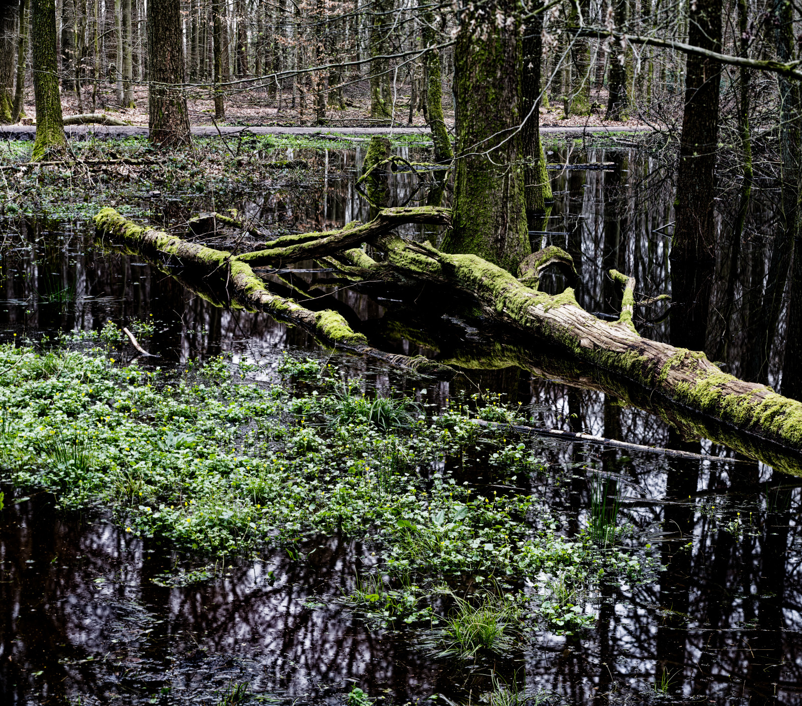 Zwei BaumStämme mit Moos liegen in einem Tümpel im Wald. Das Wasser ist sehr dunkel, viele Bäume spiegeln sich darin. Vorn wachsen Pflanzen, es könnten SumpfDotterBlumen sein.