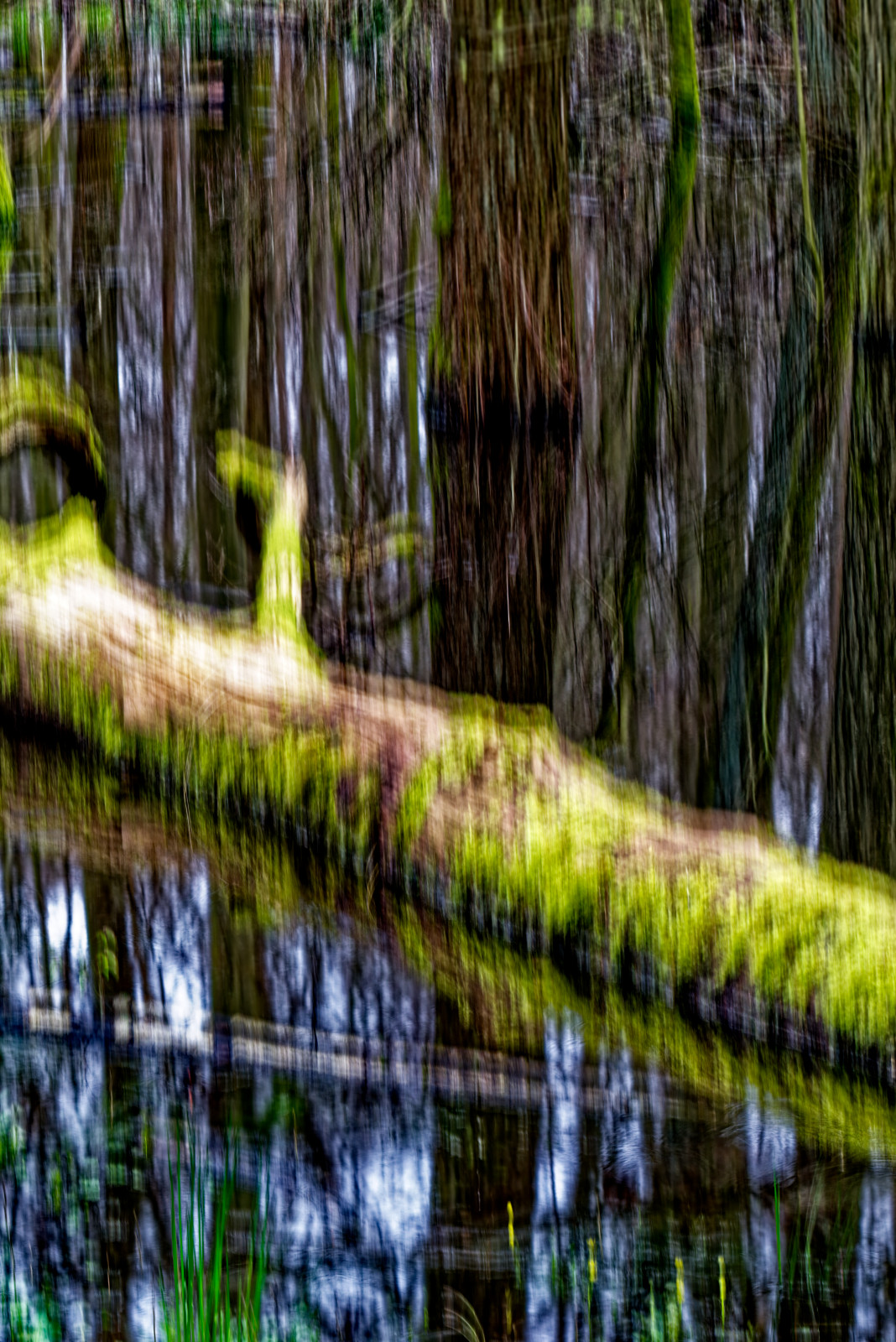 Verwischtes Bild eines BaumStamms, der im Wasser liegt. Die Kamera wurde während der Aufnahme senkrecht bewegt.