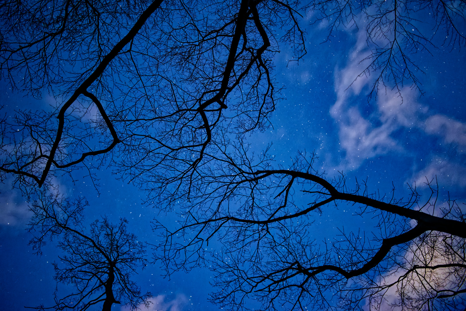 NachtHimmel: Nach oben fotografiert, fast klarer Himmel mit vielen Sternen und wenigen kleinen Wolken, davor die Silhouetten mehrerer Bäume.