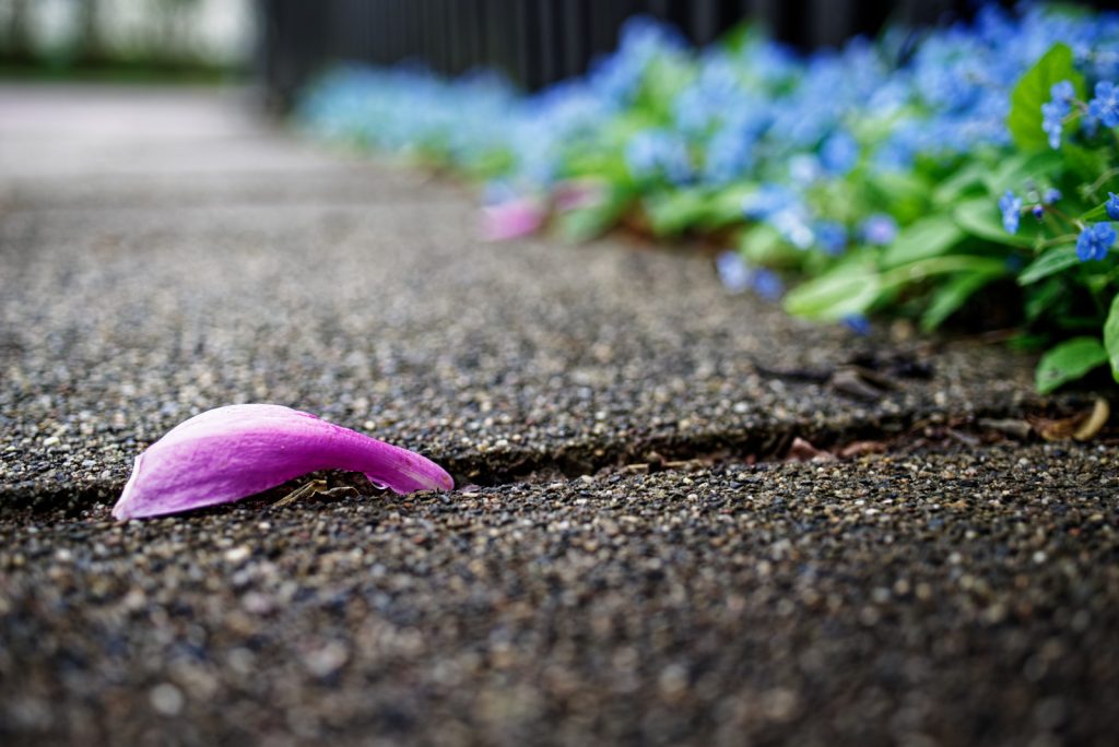 In der Fuge zwischen zwei Beton-GehwegPlatten liegt ein rosa BlütenBlatt einer Magnolie. Am Zaun rechts, ganz in der Unschärfe, zieht sich eine Reihe niedrig wachsender blauer Blumen entlang, es könnten VergissMeinNicht sein.