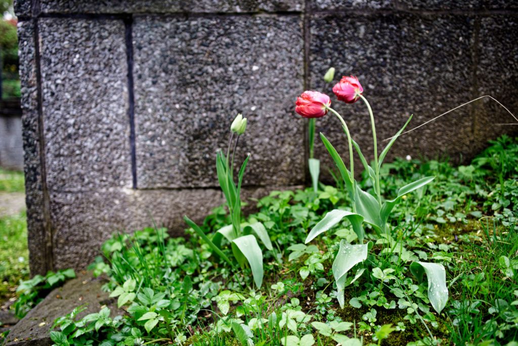 zwei rote Tulpen stehen bei regnerischem Wetter vor einer BetonMauer. Die Köpfe sind in die gleiche Richtung geneigt.