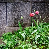 zwei rote Tulpen stehen bei regnerischem Wetter vor einer BetonMauer. Die Köpfe sind in die gleiche Richtung geneigt.