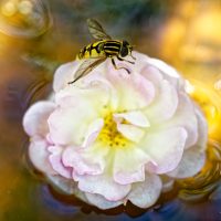 Eine weiße Blüte einer Rose schwimmt in warmem, fast goldenem Licht auf Wasser. Am oberen Rand der Blüte sitzt eine schwarz-gelb gestreifte Schwebfliege.