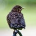 Junge Amsel schräg von hinten, Kopf zur Betrachterin gedreht, sehr deutlich ist die typisch heruntergezogene Schnabel-Linie von Jungvögeln zu sehen, die wie ein motziger GesichtsAusdruck wirkt.