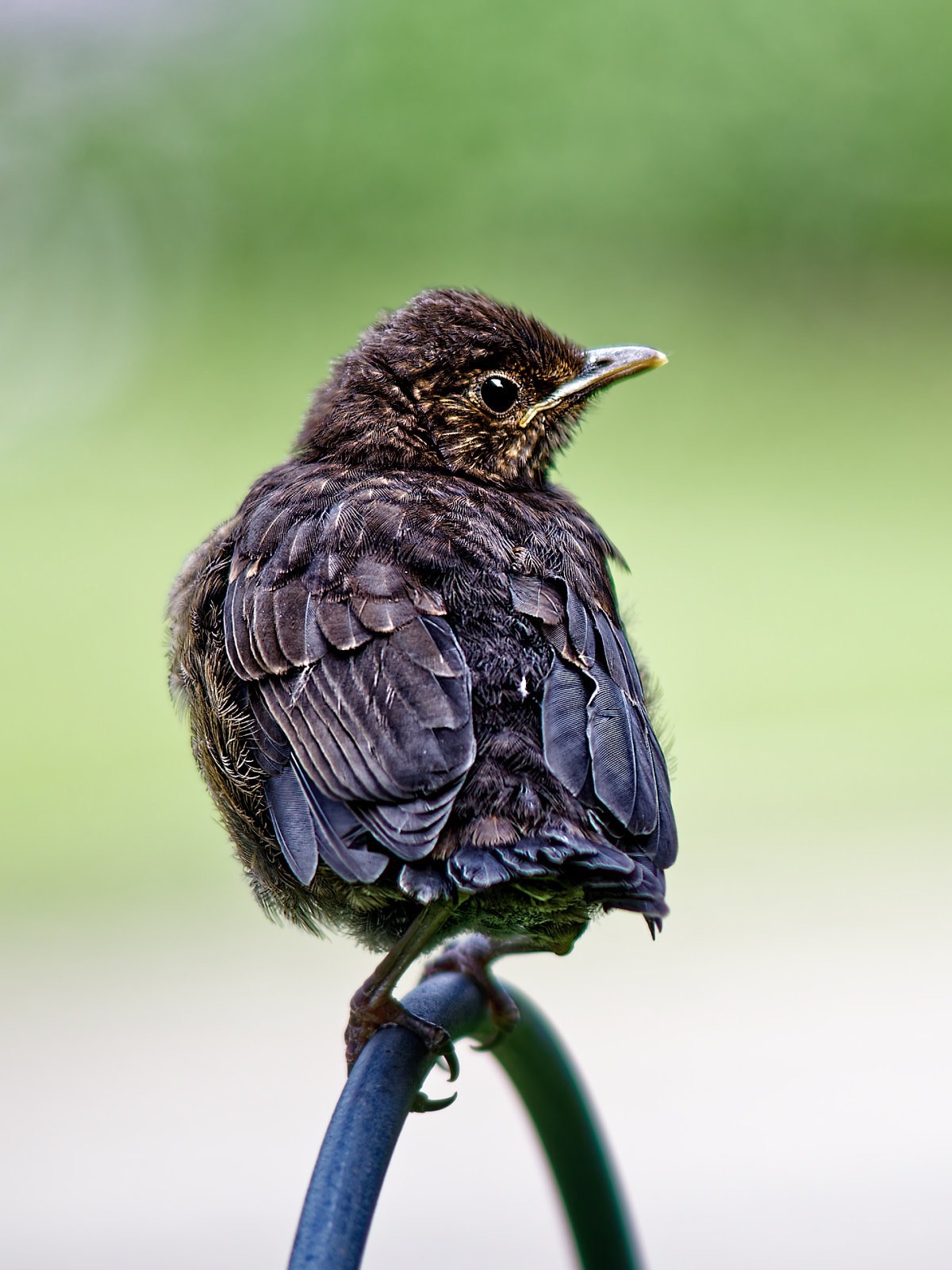 Junge Amsel schräg von hinten, Kopf zur Betrachterin gedreht, sehr deutlich ist die typisch heruntergezogene Schnabel-Linie von Jungvögeln zu sehen, die wie ein motziger GesichtsAusdruck wirkt.