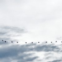 Extrem breites QuerFormat-Foto von grauem Himmel, rechts die Spitze eines Ginkgo-Baumes, links der Mitte eine zerrupft aussehende Wolke. Zwischen Baum und Wolke zieht sich über die ganze Breite des Bildes eine V-Formation von fliegenden Kranichen, es sind ziemlich genau 60 Stück zu sehen.