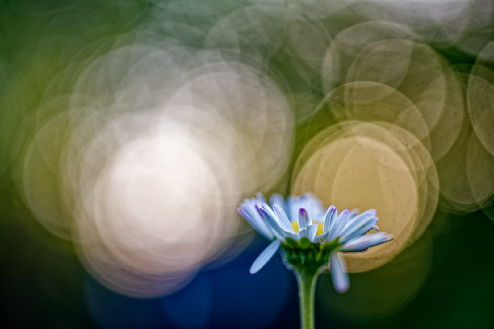 Auf den ersten Blick ein grafisches, abstraktes Bild aus sehr vielen überlagerten runden LichtReflexen (BlendenFlecken) vor unscharfem grünem und blauem HinterGrund. Am unteren rechten BildRand sieht man dann die Blüte eines GänseBlümchens, aus der Nähe aus BodenPerspektive aufgenommen.